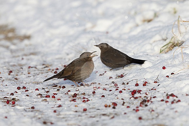 Adult female Common Blackbird (Turdus merula) eating berries from snow-covered ground at Rudersdal, Denmark stock-image by Agami/Helge Sorensen,