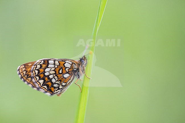 Melitaea britomartis - Assmann's fritillary - Östlicher Scheckenfalter, Russia (Baikal), imago stock-image by Agami/Ralph Martin,