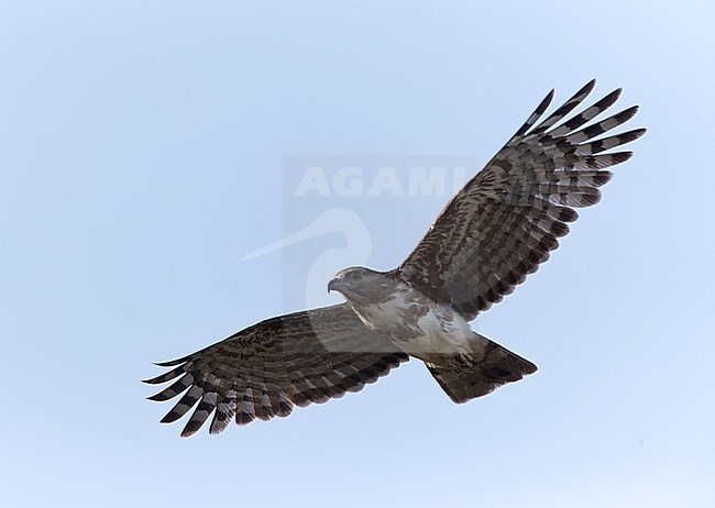 Madagaskarkoekoekswouw, een endemische roofvogel van Madagaskar; Madagascar Cuckoo Hawk (Aviceda madagascariensis) is an endemic raptor of Madagascar stock-image by Agami/Marc Guyt,