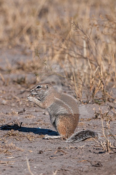 A ground squirrel, Paraxerus cepapi, feeding. Botswana stock-image by Agami/Sergio Pitamitz,