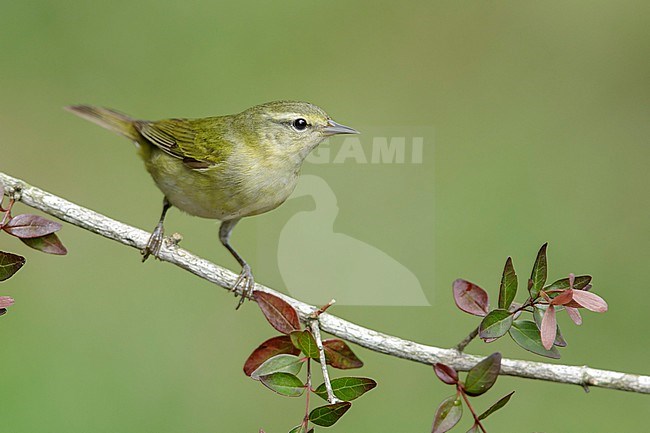 Adult female
Galveston Co., TX
May 2018 stock-image by Agami/Brian E Small,