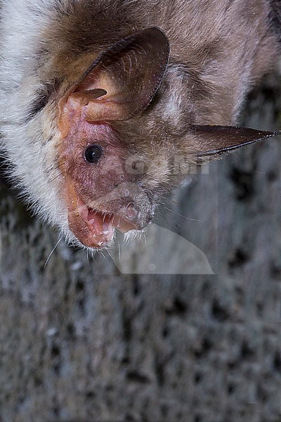 Greater mouse-eared bat is sitting on al wall stock-image by Agami/Theo Douma,