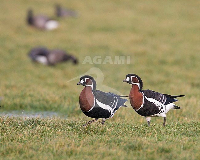 Red-breasted Goose, Roodhalsgans, Branta ruficollis stock-image by Agami/Arie Ouwerkerk,