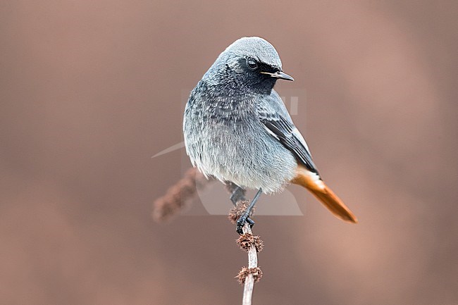 Wintering male Black Redstart (Phoenicurus ochruros gibraltariensis) in Italy. Perched on a twig against a brownish purple background. stock-image by Agami/Daniele Occhiato,