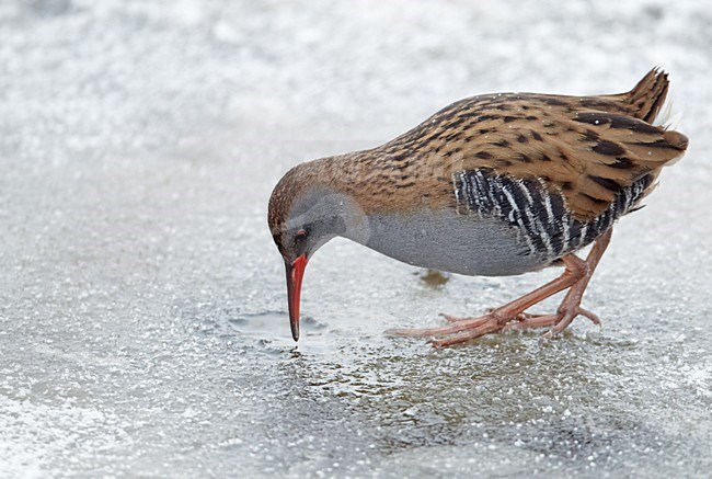 Waterral foeragerend in bevroren sloot; Water Rail foraging on frozen ditch stock-image by Agami/Markus Varesvuo,