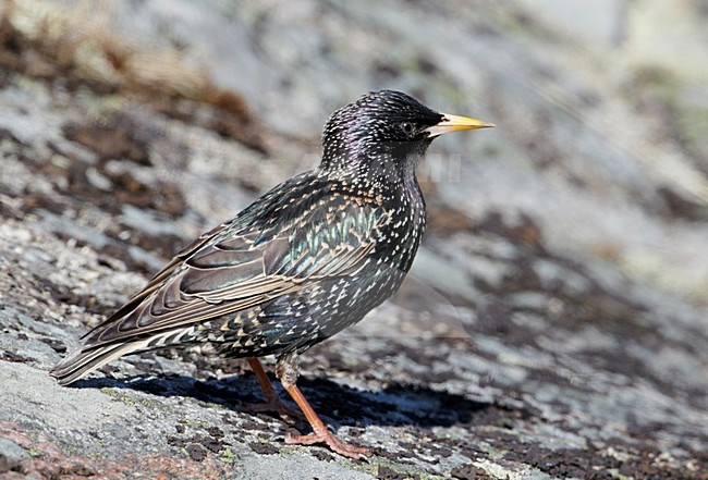 Spreeuw op een rots; Common Starling perched on a rock stock-image by Agami/Markus Varesvuo,