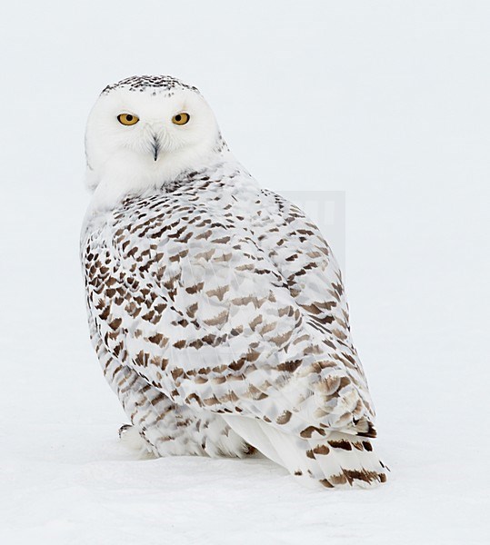 Sneeuwuil zittend op de grond; Snowy Owl perched on the ground stock-image by Agami/Markus Varesvuo,