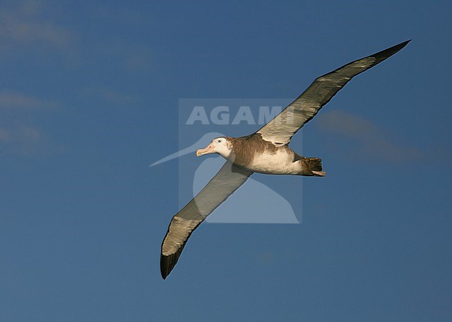 Immature Critically Endangered Tristan Albatross Diomedea dabbenena) at sea off Gough, Tristan da Cunha island group, in the southern Atlantic Ocean. stock-image by Agami/Marc Guyt,