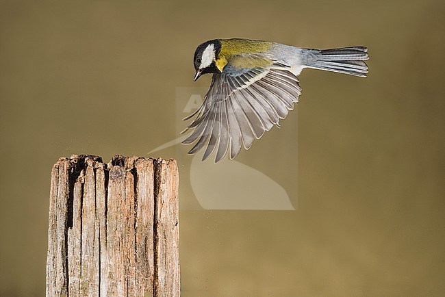 Great Tit flying. Koolmees vliegend stock-image by Agami/Alain Ghignone,