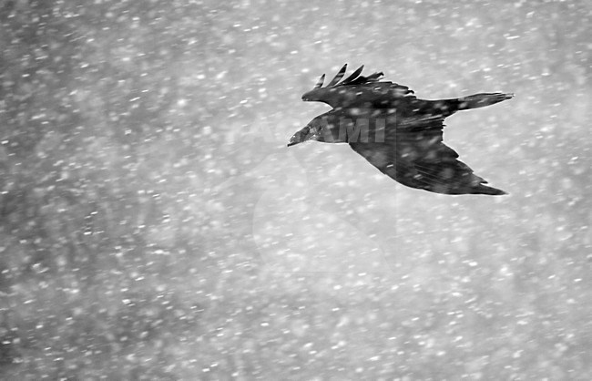 Vliegende Raaf in sneeuwbui, Flying Common Raven in snowstorm stock-image by Agami/Markus Varesvuo,