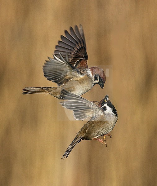 Ringmus vechtend en vliegend; Eurasian Tree Sparrow fighting and flying; stock-image by Agami/Walter Soestbergen,