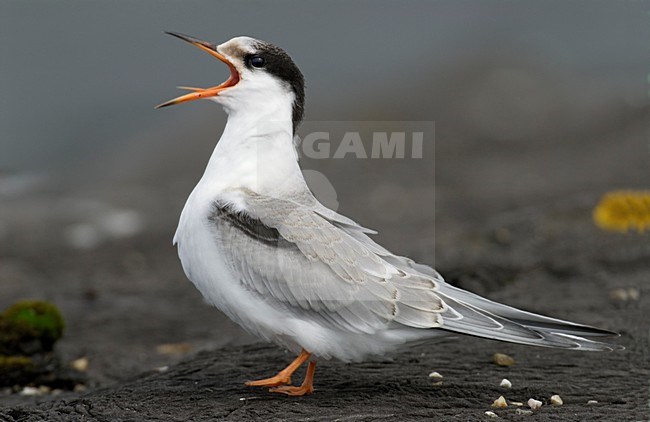 Juveniele Visdief; Juvenile Common Tern stock-image by Agami/Hans Gebuis,