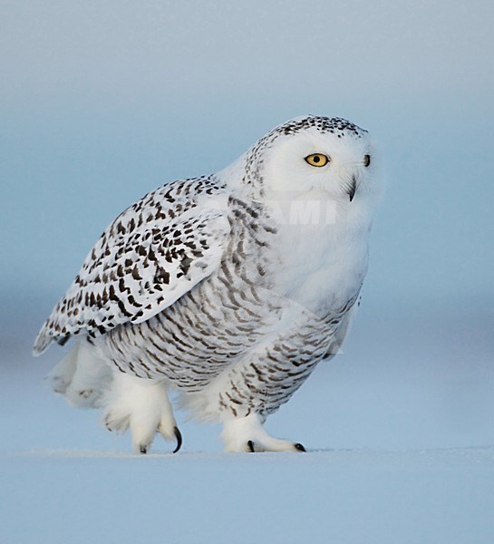 Sneeuwuil in de sneeuw, Snowy Owl in the snow stock-image by Agami/David Hemmings,