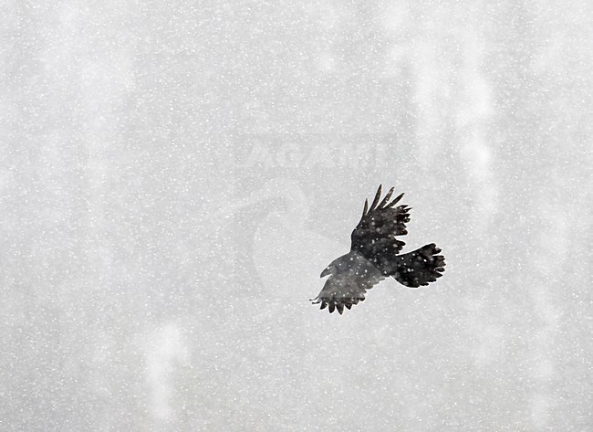 Raaf vliegend; Common Raven flying stock-image by Agami/Markus Varesvuo,