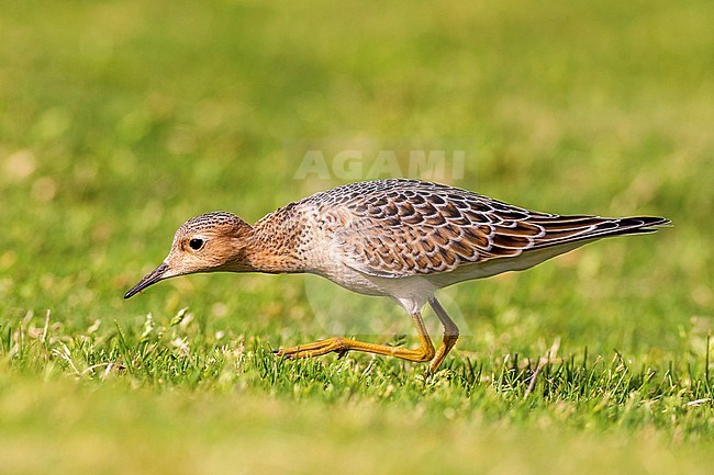 First-winter Buff-breasted Sandpiper (Calidris subruficollis), walking over grassfield and foraging during autumn on a Golf Course on Lanzarote, Canary Islands, Spain in September. stock-image by Agami/Rafael Armada,