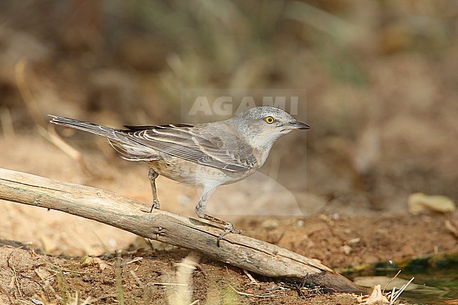 Barred Warbler (Sylvia nisoria) male during autumn migration at Al Abraq, Kuwait. stock-image by Agami/Aurélien Audevard,