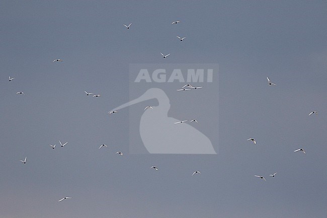 White-winged Tern - Weissflügel-Seeschwalbe - Chlidonias leucopterus, Russia (Baikal), adult stock-image by Agami/Ralph Martin,