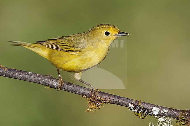 Adult female
Galveston Co., TX
May 2012 stock-image by Agami/Brian E Small,