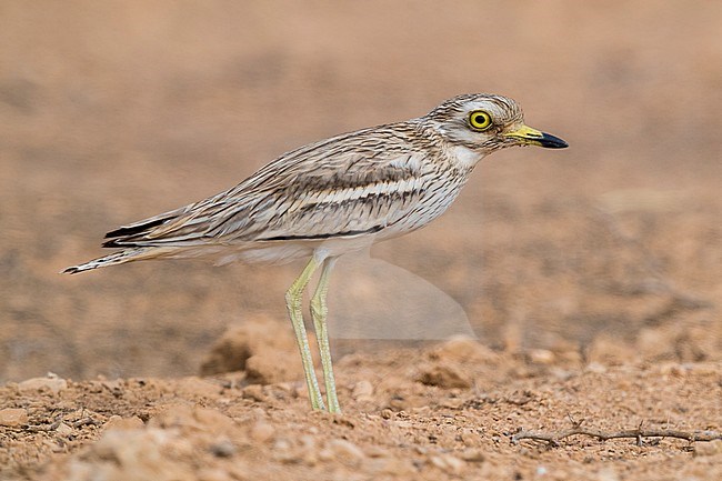 Stone Curlew (Burhinus oedicnemus), side view of a adult standing on a desert ground in Oman stock-image by Agami/Saverio Gatto,