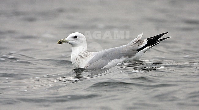 Derde winter Pontische Meeuw, Third winter Caspian Gull stock-image by Agami/Karel Mauer,