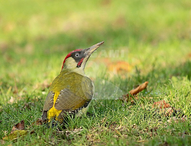 Male European Green Woodpecker (Picus viridis), sitting on grass seen from the side stock-image by Agami/Renate Visscher,