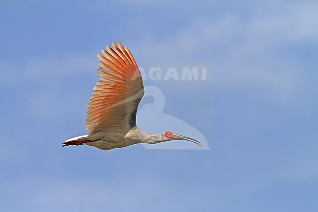 Wild Japanese Crested ibis (Nipponia nippon) in flight in China. A species that was brought to the brink of extinction. stock-image by Agami/Pete Morris,