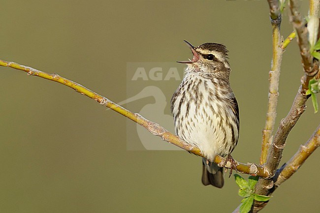 Adult Northern Waterthrush (Parkesia noveboracensis) perched on a small branch on Seward Peninsula, Alaska, United States. stock-image by Agami/Brian E Small,