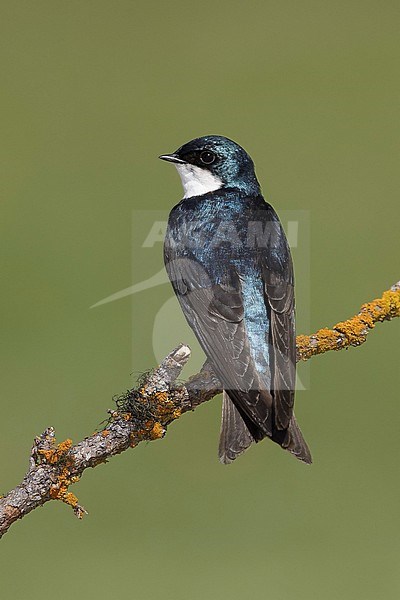 Adult male
Kamloops, B.C.
June 2015 stock-image by Agami/Brian E Small,