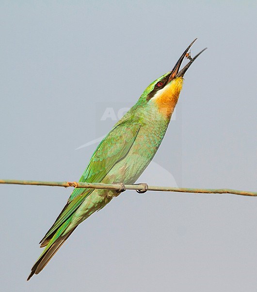 Blue-cheeked Bee-eater - Blauwangenspint - Merops persicus ssp. persicus, Oman, 1st cy stock-image by Agami/Ralph Martin,