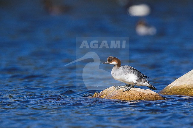 Smew (Mergus albellus), adult female standing on a rock stock-image by Agami/Saverio Gatto,