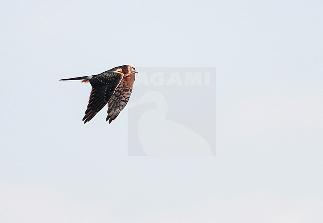 First-winter Pallid Harrier (Circus macrourus) migrating over Limburg in the Netherlands. stock-image by Agami/Ran Schols,