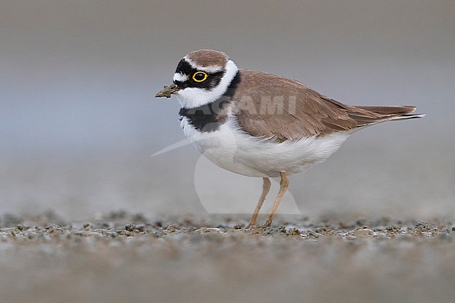 Kleine Plevier, Little Ringed Plover, Charadrius dubius stock-image by Agami/Daniele Occhiato,