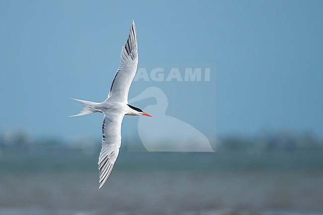 Adult American Royal Tern (Thalasseus maximus) in breeding plumage flying along the coast of Galveston County, Texas, USA. stock-image by Agami/Brian E Small,