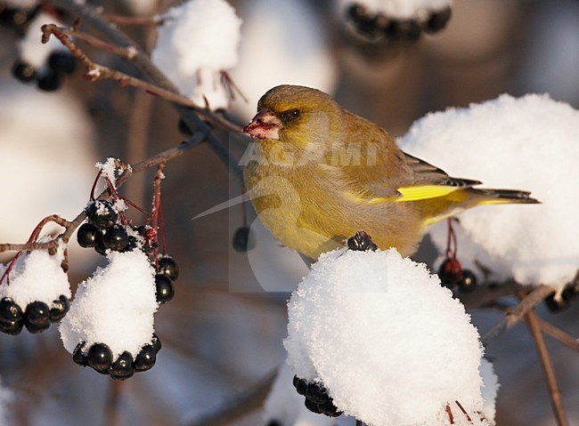 Groenling mannetje besjes etend in de sneeuw; European Greenfinch male eating berries in the snow stock-image by Agami/Markus Varesvuo,