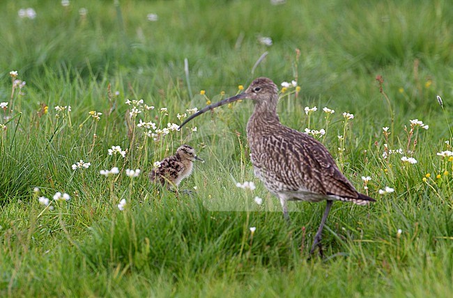 Adult Eurasian Curlew (Numenius arquata arquata) standing in a meadow together with a chick in Scania, Sweden. stock-image by Agami/Helge Sorensen,