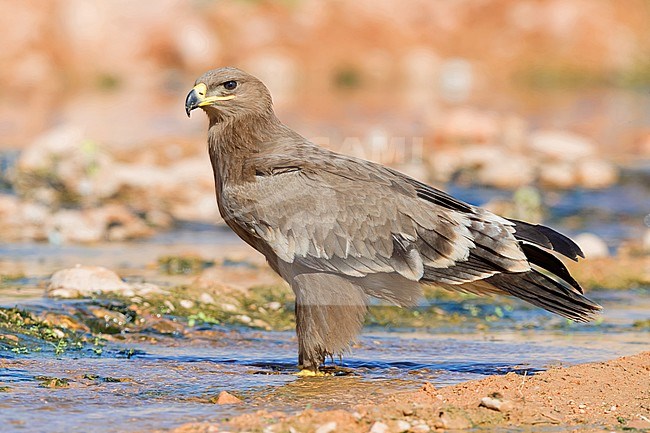Steppe Eagle (Aquila nipalensis orientalis), juvenile standing on a creek bed stock-image by Agami/Saverio Gatto,