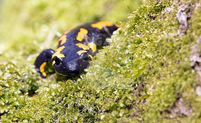 Vuursalamander in de vegetatie, Fire salamander in the vegetation stock-image by Agami/Theo Douma,