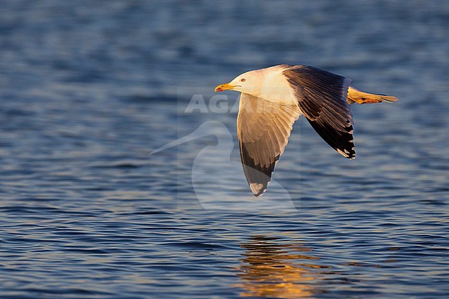 Adult Yellow-legged Gull (Larus michahellis) in Italy. stock-image by Agami/Daniele Occhiato,