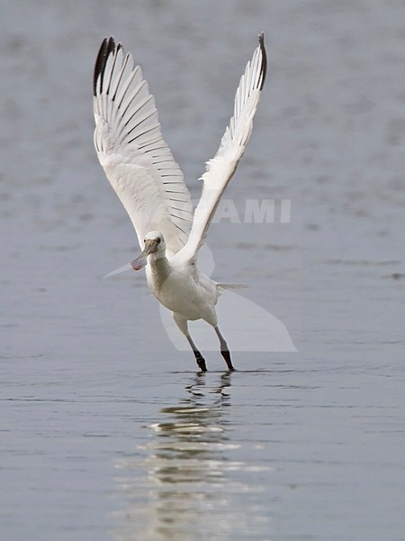 Lepelaar opvliegend uit water Nederland, Eurasian Spoonbill taking off from water Netherlands stock-image by Agami/Wil Leurs,