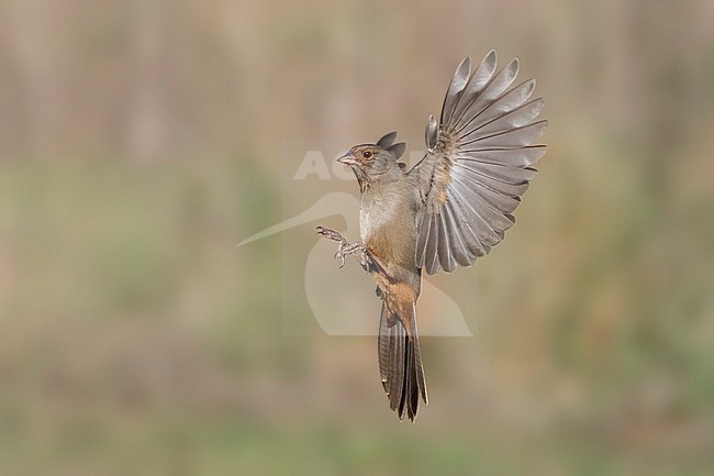 Adult
Santa Barbara Co., CA
November 2021 stock-image by Agami/Brian E Small,