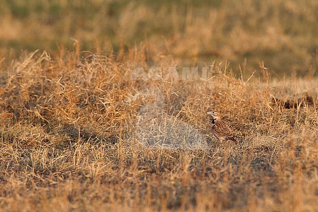 An adult Mongolian lark (Melanocorypha mongolica) well camouflaged in brown dry grassland stock-image by Agami/Mathias Putze,