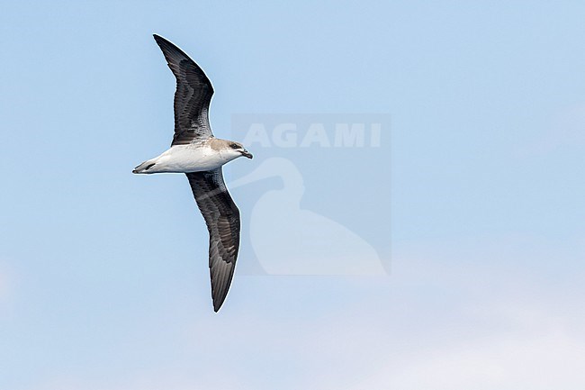 Desertas Petrel (Pterodroma deserta) at sea off Madeira, Portugal. stock-image by Agami/Pete Morris,