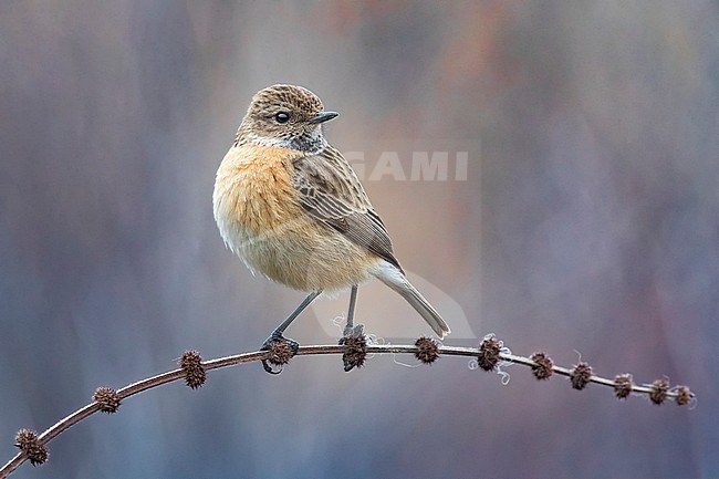 Wintering female European Stonechat (Saxicola rubicola) in Italy. stock-image by Agami/Daniele Occhiato,