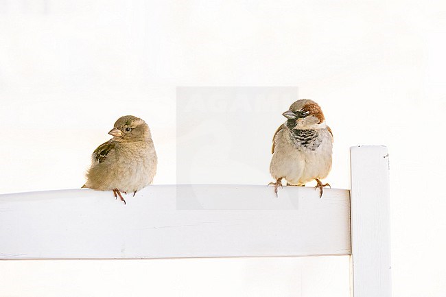 Huismus, House Sparrow, Passer domesticus; mle and female; high key stock-image by Agami/Hans Germeraad,