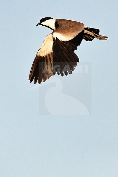 Adult Spur-winged Plover (Vanellus spinosus) in Israel stock-image by Agami/Marc Guyt,