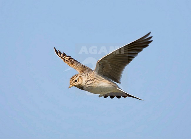 Veldleeuwerik vliegend tijdens baltsvlucht; Skylark flying during display flight stock-image by Agami/Marc Guyt,