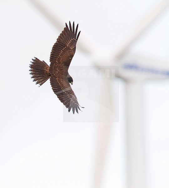 Immature Western Marsh Harrier (Circus aeruginosus) flying above a field stock-image by Agami/Karel Mauer,