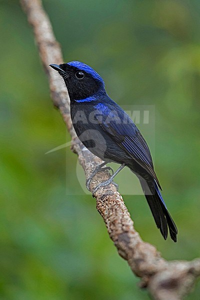 An adult male Large Niltava (Niltava grandis) is sitting on branch in the forests of Yunnan, China stock-image by Agami/Mathias Putze,