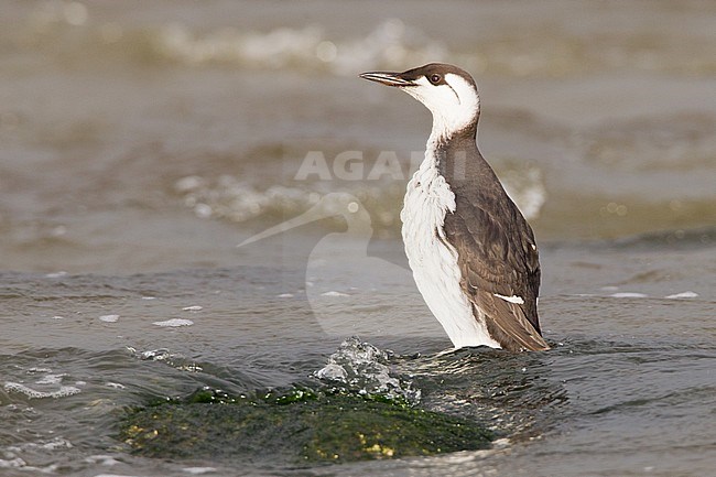 Common Guillemot adult winter beached; Zeekoet volwassen winterkleed gestrand stock-image by Agami/Menno van Duijn,