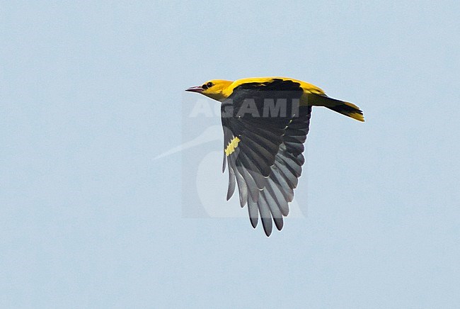 Male Eurasian Golden Oriole (Oriolus oriolus) in flight in Spain. stock-image by Agami/Dani Lopez-Velasco,